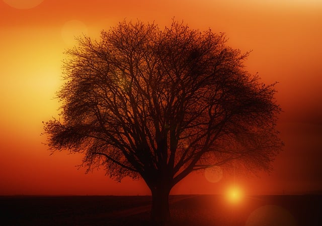 tree