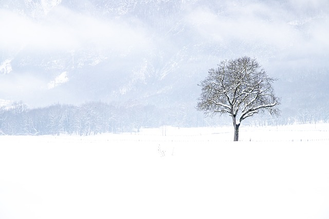 tree