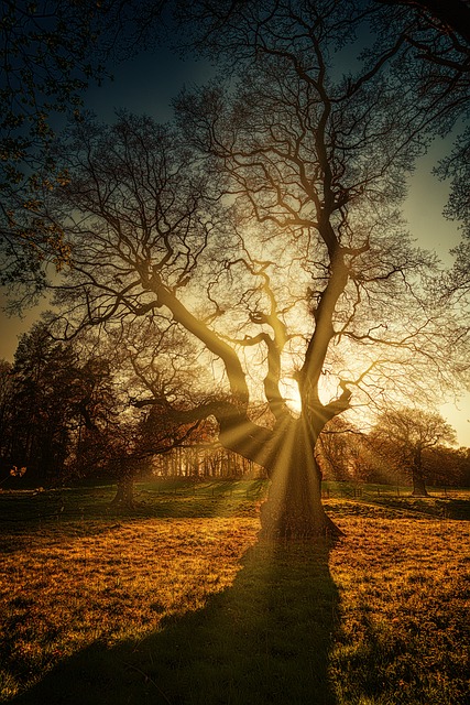 tree