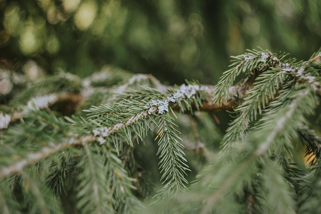 tree