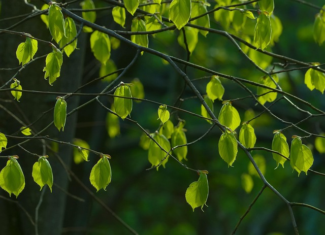 tree