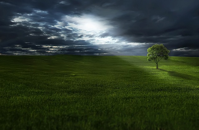 tree
