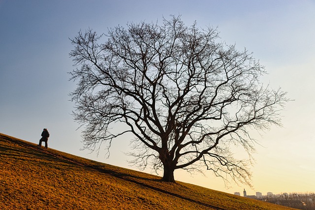 tree