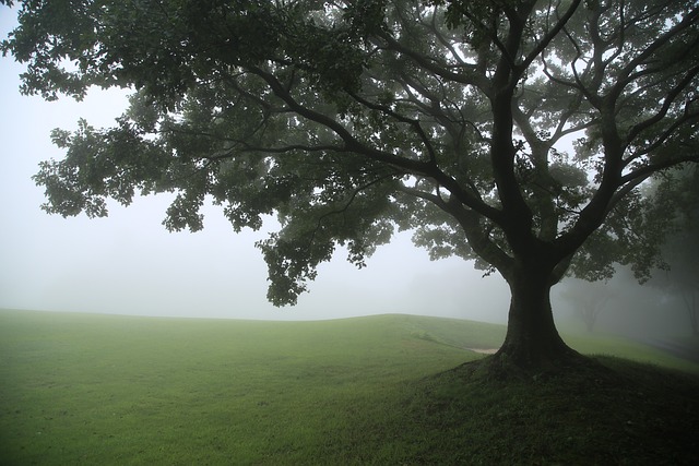 tree-640x480-6387453.jpeg