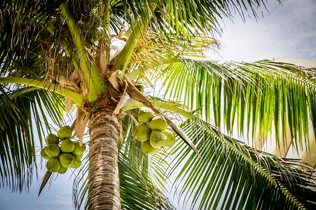 Expert Tree Care in Carrollton TX: Certified Arborists You Can Trust