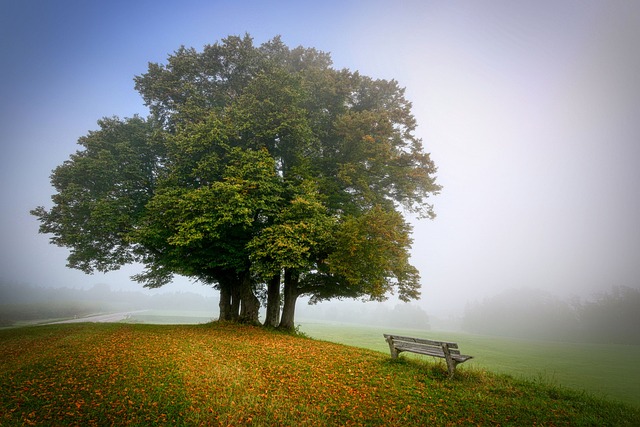 tree