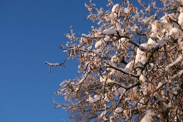 tree