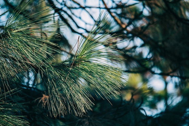 tree-640x480-66272690.jpeg