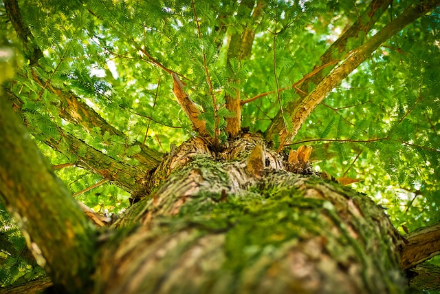 tree