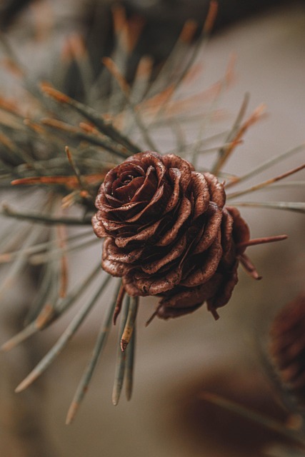 Plano TX Tree Root Extraction: Understanding the Process and When You Need It