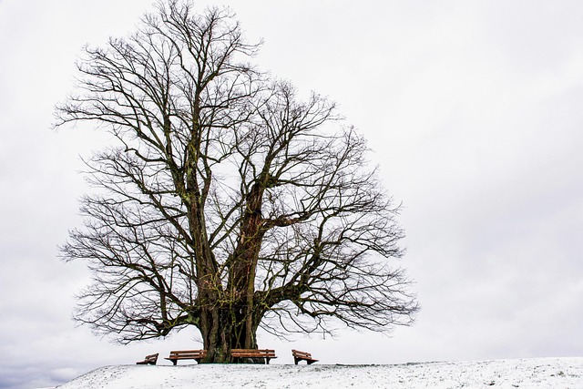 tree