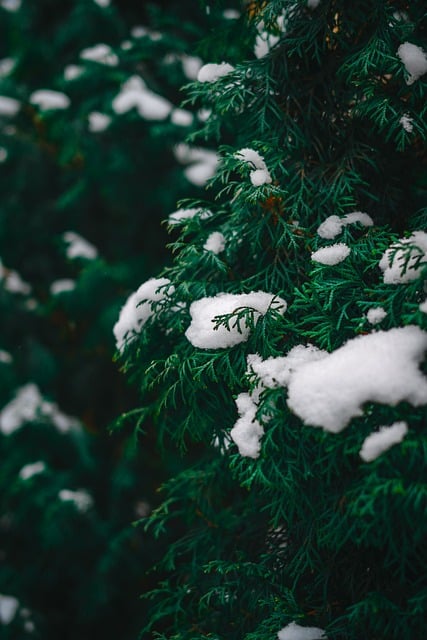 tree-640x480-69426926.jpeg
