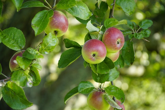 tree-640x480-72577068.jpeg