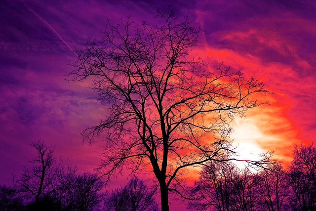 tree