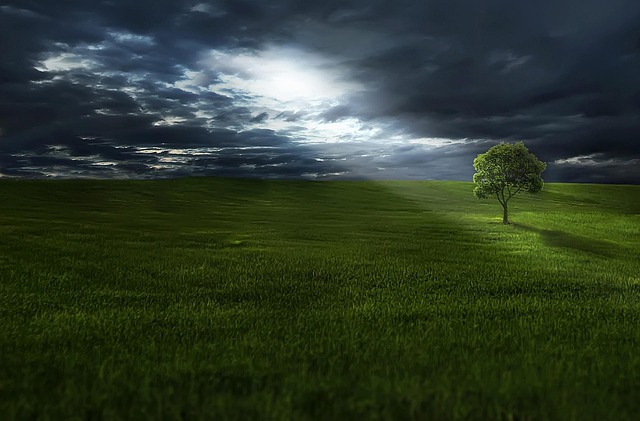 tree