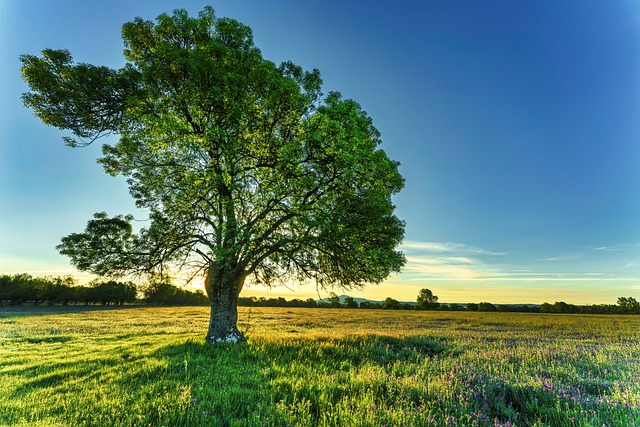 tree-640x480-75519873.jpeg