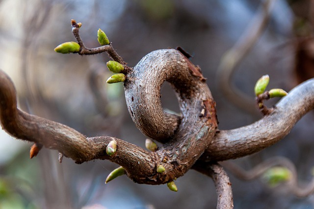 tree