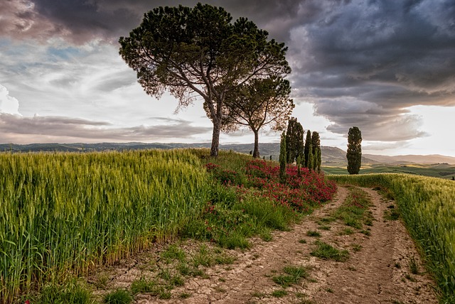 tree