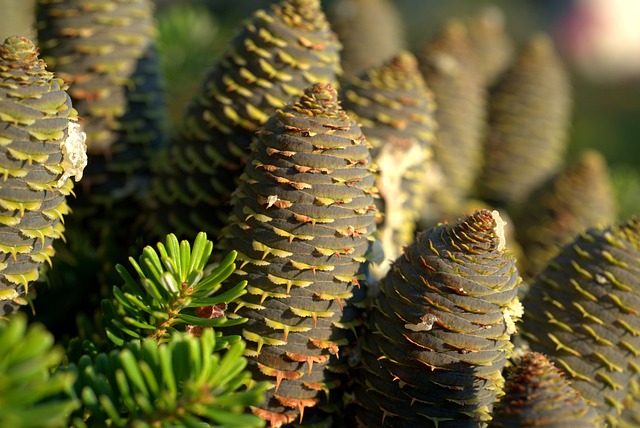 tree-640x480-76661788.jpeg