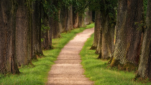 Plano TX Tree Trimming: Unlocking Benefits Through Professional Canopy Thinning