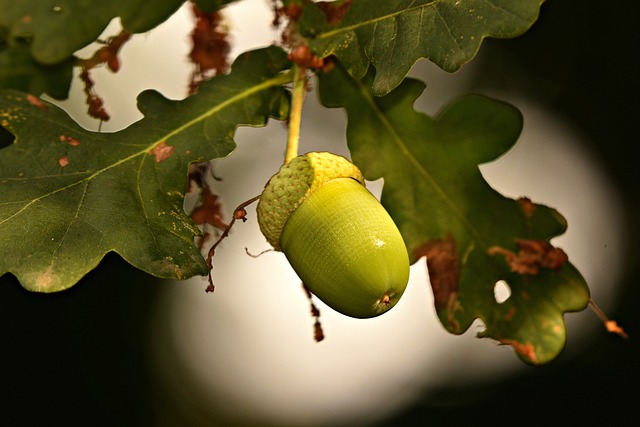 tree