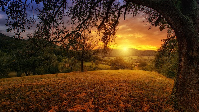 tree-640x480-81012347.jpeg