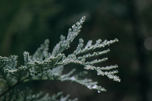 tree-640x480-81934693.jpeg