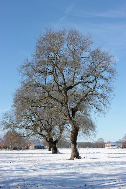tree-640x480-83130326.jpeg