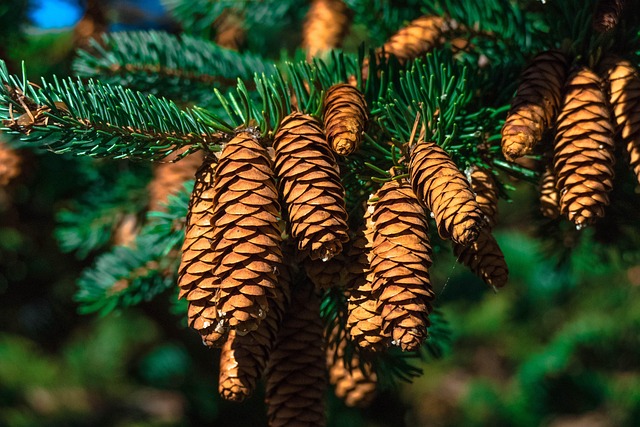 tree-640x480-83434902.jpeg