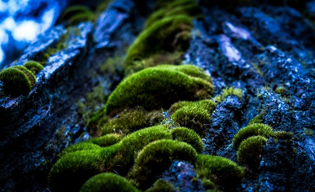 tree-640x480-83595705.jpeg