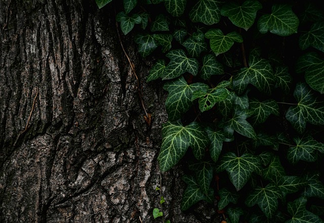 tree