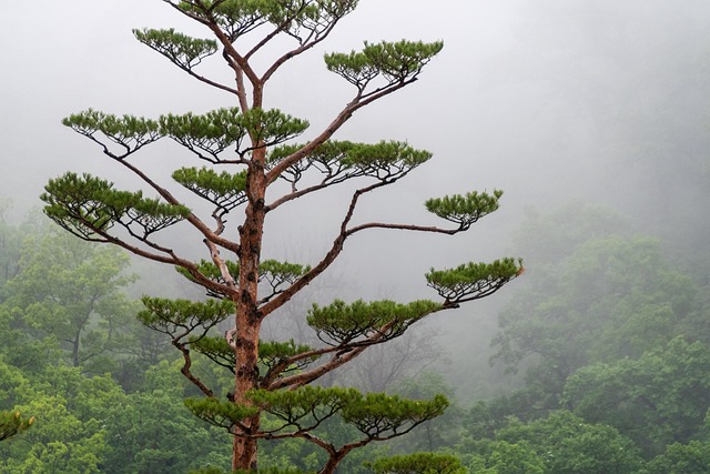 tree