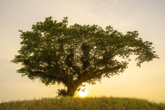 tree