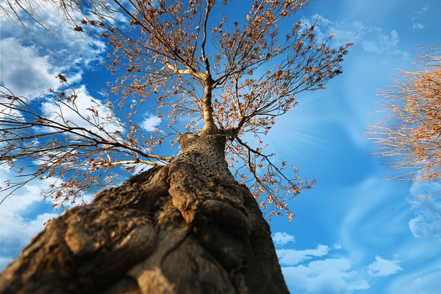 tree