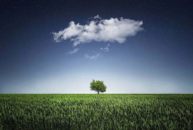 tree-640x480-86783695.jpeg