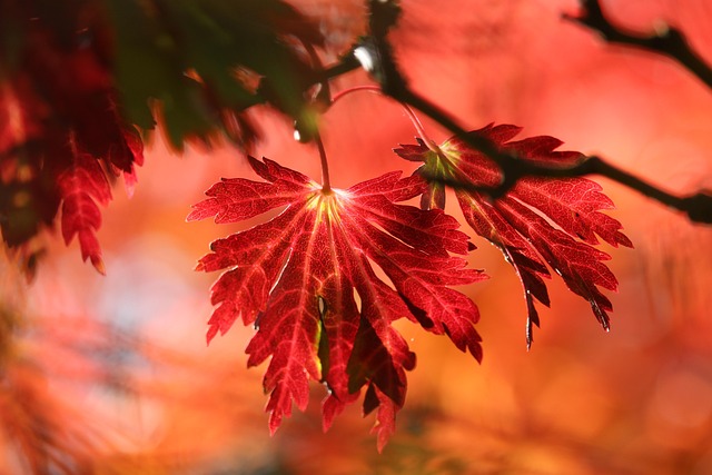 tree-640x480-87229029.jpeg