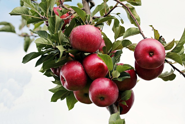 tree-640x480-88413460.jpeg