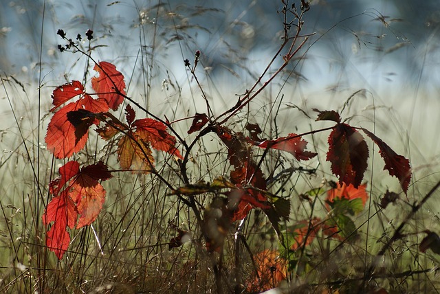 tree-640x480-88652736.jpeg
