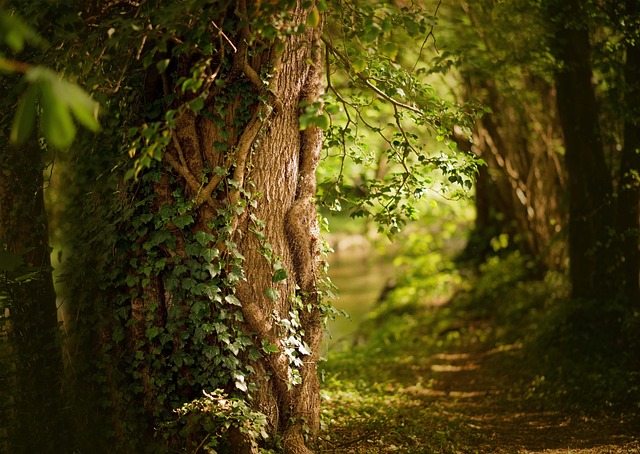 tree