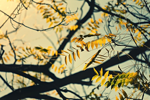 tree