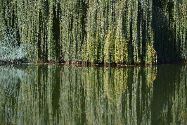 tree