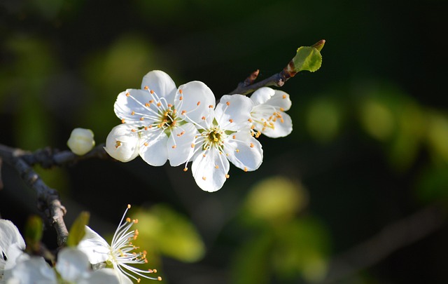 tree-640x480-92990931.jpeg