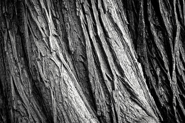 Plano TX Arborist: Crown Care, Expertise, and Top Services