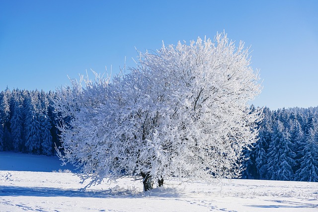tree