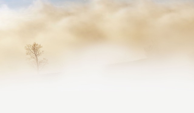 tree-640x480-95223502.jpeg