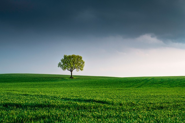 tree-640x480-95816185.jpeg