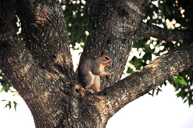 tree