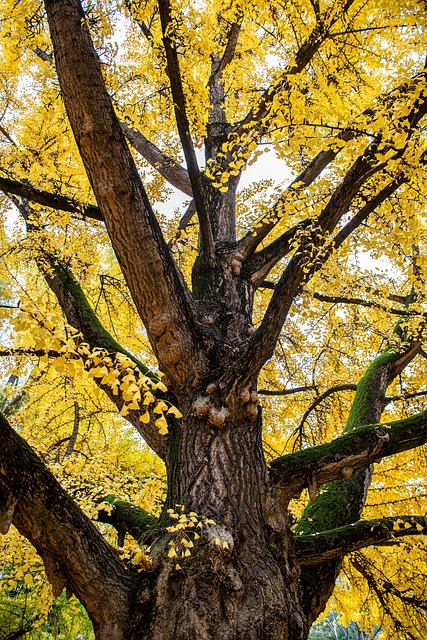 tree