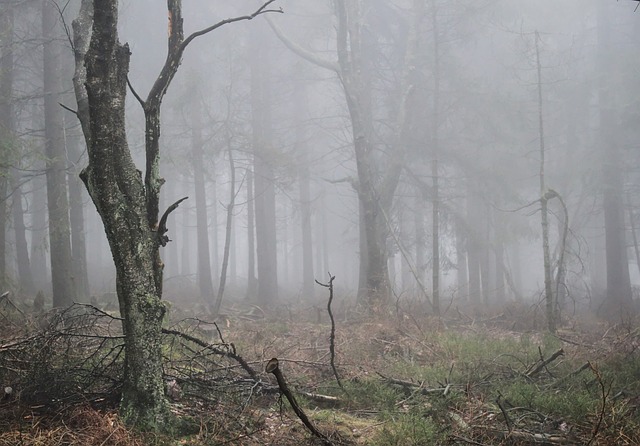 tree-640x480-97107479.jpeg