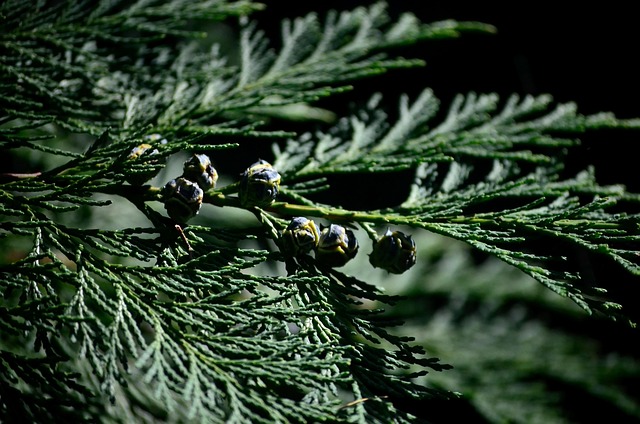 tree